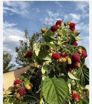 Семена и саженцы Малины, Самовывоз