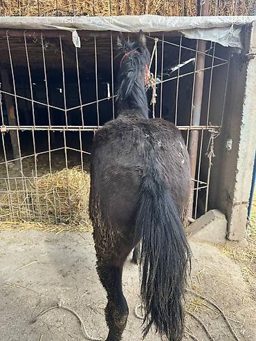 Лошади, кони: Продаю | Жеребец, Жеребенок — 14