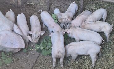 купить мясо свинина: Продаю | Поросенок | Ландрас