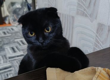 шотландская длинношерстная кошка: Кошка даром: Скотиш Фолд (Шотландская вислоухая), 2 года, Мальчик, Кастрирована, Приучена к лотку, Проглистована