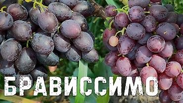 кожа быка: Виноград В розницу — 10