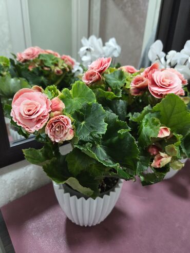 цветы искусственные: Бегония клубневая в горшке - Пышноцветущее комнатное растение с