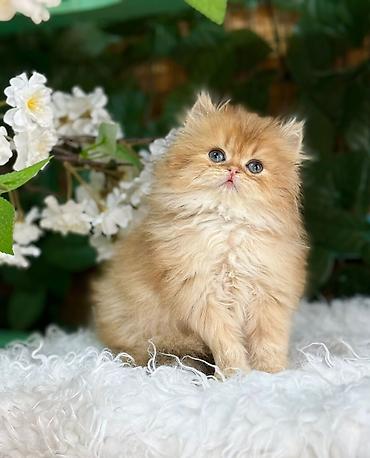 Pişiklər: Britan — 6