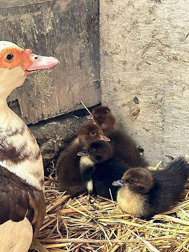 heleb kecileri satilir: Dişi, | Lal ördək, Ətlik, Ödənişli çatdırılma, Ünvandan götürmə — 8