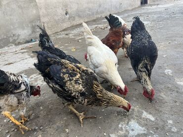 Gəmiricilər: Toyuq, Ətlik, Ünvandan götürmə