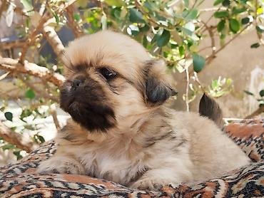 İtlər: Pekines — 10
