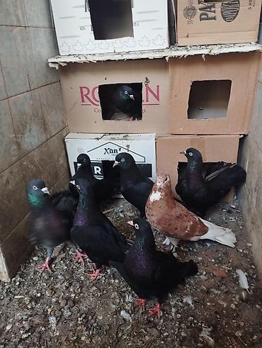 quşlar goyərcin: Qaralar 1 cütdən törəmədi Ana və Dədələrin Uçuşun Görmüşəm bala — 3