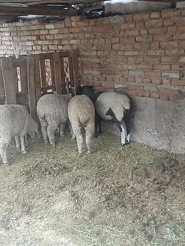 Продам с/х животных: Продаю | Овца (самка), Ягненок | Полукровка, Меринос | Для разведения, Для шерсти | Племенные, Ярка — 6