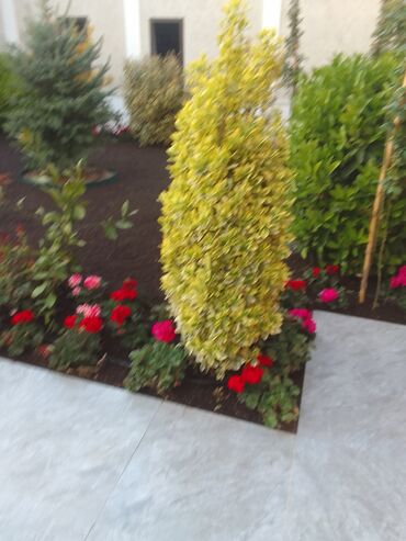 Şitillər: Qazon satışı enli yarpaq danimarka toxumuyla əkilmə qazon satışını -da lalafo.az — 17 Şitillər: Qazon satışı enli yarpaq danimarka toxumuyla əkilmə qazon satışını — 17