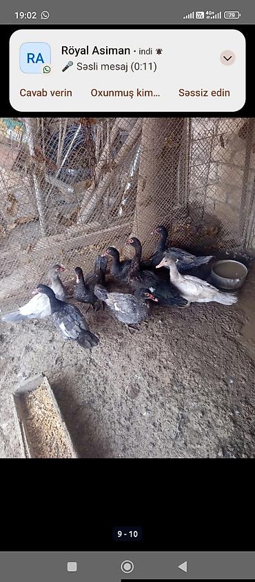 səsli ördək: Bazar malı deyil mehlede temiz şəraitdə boyumuş ördeklerdi 12 ededdir — 1