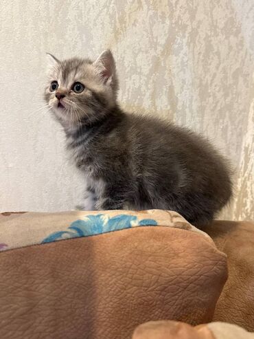 Pişiklər: Şotland — 1