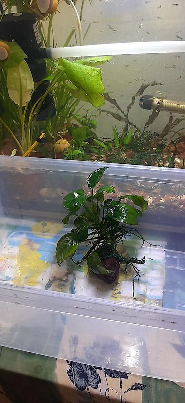 Аквариумы: Аквариумные ампулярии, растения, декорации,коряга,корм. - Стеклянный — 3