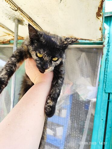 отдам даром вислоухого котенка: Породасыз, 6 айлык, Ургаачы, Таш бака