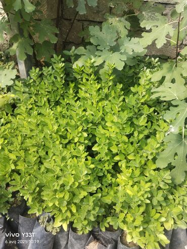 Ağaclar: Satılır: dekorativ bitkilər toplusu - Gül kolları (mini/çalı tipli) – — 23