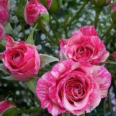 Садовые цветы и кустарники: Саженцы цветка: Розы — 9