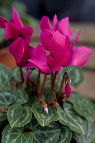 Фиалки и глоксинии: Продаю только оптом цветы из Узбекистана.глоксинии фикусы — 28