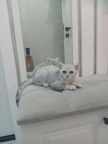 cunqarik qefesi: Şinşila erkək pişik balası, tam sağlam dı peyvənd iynəsi vurulub, qum — 1