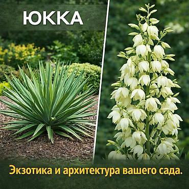 Другие садовые цветы и кустарники: Https://t.me/blooming_garden_kg Редкие и эффектные декоративные — 12