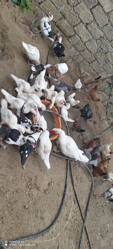 Ördəklər: Məhsul: Muskovi (Hind) ördəkləri – müxtəlif rənglərdə sürü Təsvir: - — 12