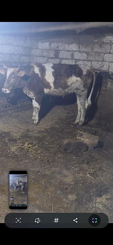 pişikler ucuz: Südlü inək – qarışıq rəngli (ağ-qəhvəyi ləkəli), buynuzlu. Heyvan — 1