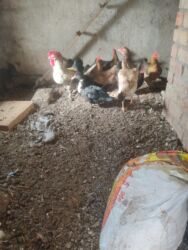 наполнитель для животных: Продаются домашним куры,для разведения,индоутки.Доставка по г.Кант