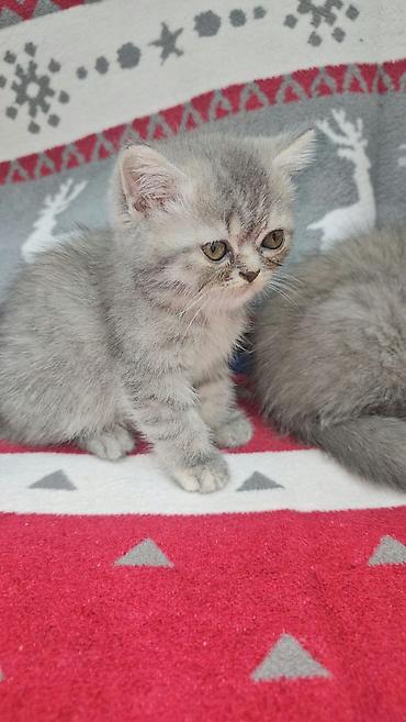quş: Tabbi, Erkək, Yaxşı əllərə, Ünvandan götürmə — 2