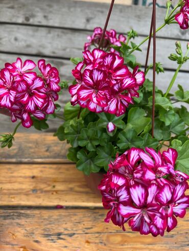 Другие комнатные растения: Пеларгония (плющелистная) — 1