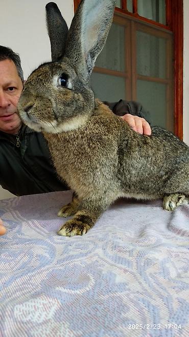 Dovşanlar: FLANDR (Belçika nəhəngi) – İri ölçü, yüksək gəlir! Təmiz qanlı Flandr — 8