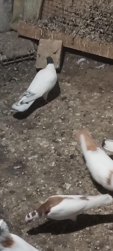 goyərclər: Qara baş erkeydi kuleyli havada tutulub qus gencede gondermekde — 4
