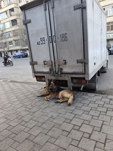 alman afcarkalari: Alman çoban iti, 4 il, Erkek, Cütləşmə üçün, Ünvandan götürmə