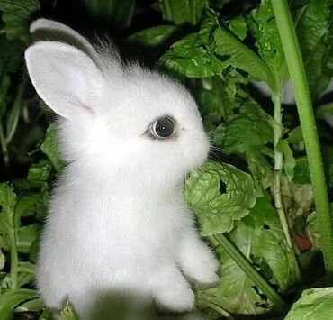 ərəb dovşanı: 🟠 Ev dovşanı balalarına super endirim kampaniyası. müvəqqəti olaraq 50