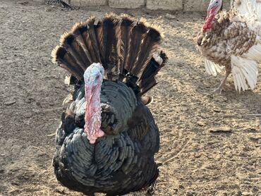 Hinduşka: Erkək, Damazlıq — 5