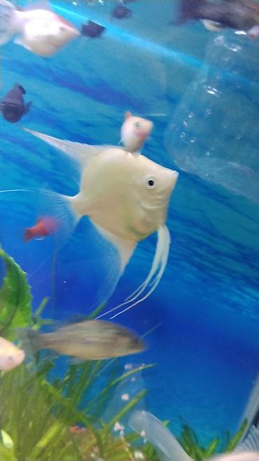 aqvarium: Akvaryum üçün ağ/kremsi rəngdə Skalyar (angelfish) - Növ — 4