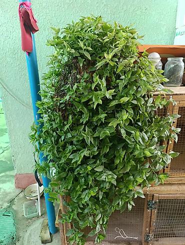 триммеры для сада: Ампельное комнатное растение Tradescantia (традесканция, зеленолистная — 1