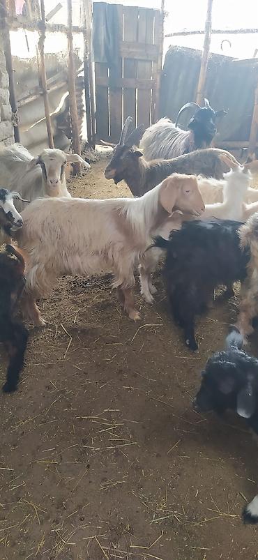 inek alqi satqisi: Məhsul: Kəpiş sürüsü Təsvir: - 28 baş kəpiş, dişi və ərkək — 1