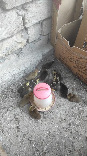 ördək balası: Dişi, | Lal ördək, Damazlıq, Ünvandan götürmə