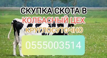 молодой баран: Куплю | Коровы, быки, Лошади, кони | Круглосуточно, Любое состояние, На откорм