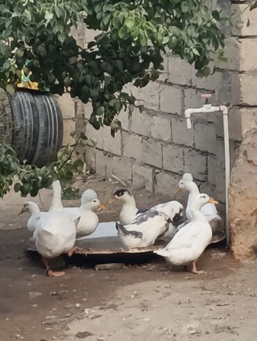 Ördəklər: Məhsul: Ev quşları – ördəklər (qrup halında) Təsvir: - Şəkillərdə — 7