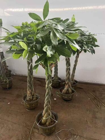 Пальмы: Пальмы Кофейное деревоПальмы,Фикусы и тд — 24