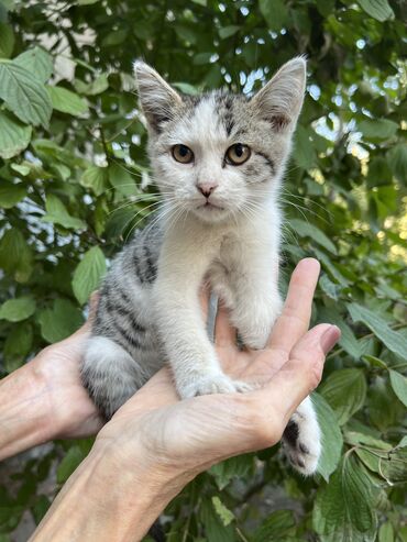 английская короткошерстная кошка: Мышык бекер берилет: Породасыз, 2 айлык, Эркек
