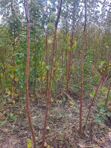 Şitillər: Məhsul: Gül kolları (qızılgül) Təsvir: - Şəkillərdə müxtəlif rəng və — 14