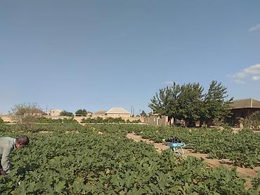 Daşınmaz əmlak: 53 sot, Mülkiyyətçi — 6