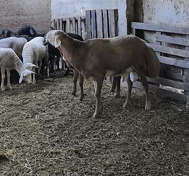 Продам с/х животных: Продаю | Баран (самец) | Арашан | Для разведения | Племенные, Осеменитель — 2