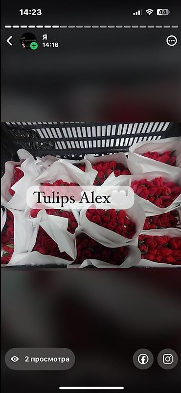 Цветы и букеты: Тюльпаны Tulips Alex💐🌷🌷 - Срезанные тюльпаны в упаковках по пучкам, в — 10