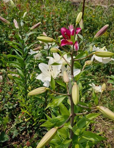 Продажа домов: Дача, 100 м², 4 комнаты, Собственник, Косметический ремонт at lalafo.kg — 12 Продажа домов: Дача, 100 м², 4 комнаты, Собственник, Косметический ремонт — 12