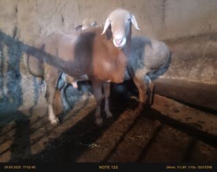 собака доберман сколько стоит: Эки арашан кочкор сатылат порода шрокийдин линасы жаштары 2.5,1 5