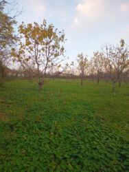 Torpaq sahələrinin satışı: 10 sot, Kənd təsərrüfatı, Mülkiyyətçi, Kupça (Çıxarış) — 8