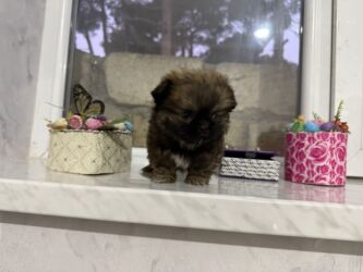 İtlər: Pekines, 2 ay, Dişi, Peyvəndli — 2