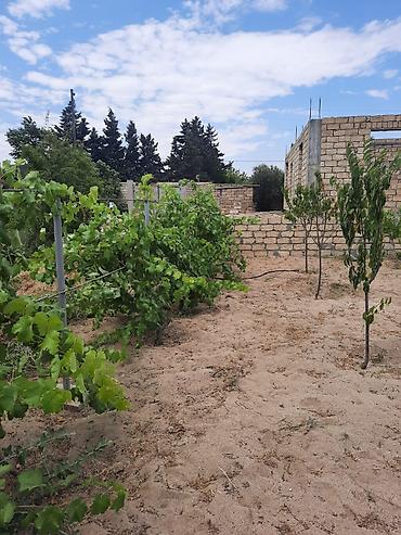 eletde torpaq satilir: 10 sot, Kənd təsərrüfatı, Kupça (Çıxarış) — 5