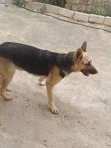 rottweiler satilir: Salam teçili afcarka satlır dişdi ehtiyac olduğçun satlır adı larisa — 3